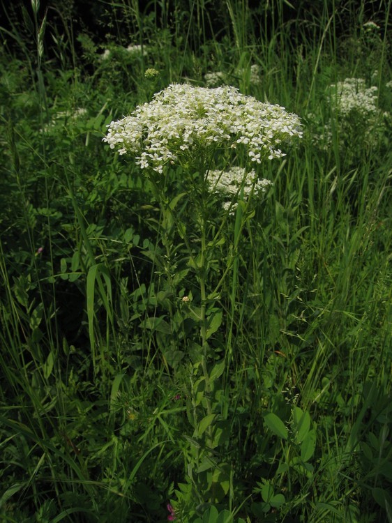 Lepidium draba